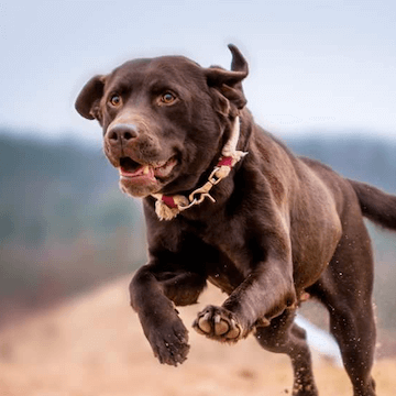 Consilium Anoukie Gut beraten fuer alle Fellnasen Leistungen