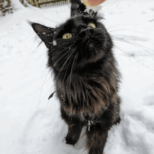 Consilium Anoukie Gut beraten fuer alle Fellnasen Testimonial