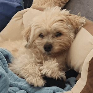 Consilium Anoukie Gut beraten fuer alle Fellnasen Testimonial Benji