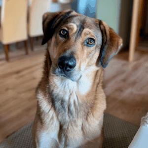 Consilium Anoukie Gut beraten fuer alle Fellnasen Testimonial Charlie